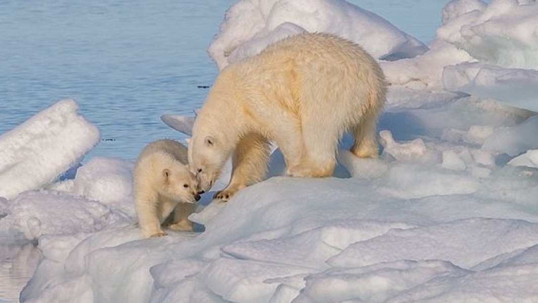 Видео где живут белые медведи 1 класс. Белый медведь самый крупный хищник на земле. Белые медведи живут. Белый медведь обитает. Белый медведь и Пингвин.