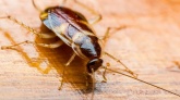 Naukowcy już wiedzą skąd pochodzi najpowszechniejszy na świecie karaluch 