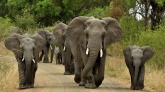 Słonie zwracają się do siebie po imieniu