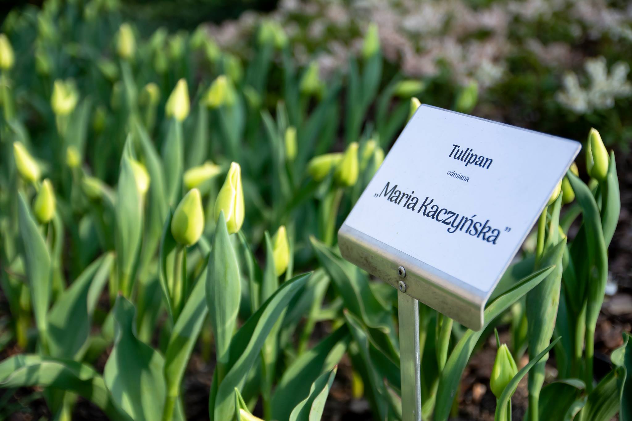 Maria kaczyńska tulipany