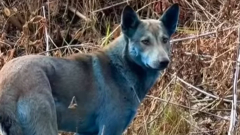 niebieskie psy w Czarnobylu niebieskie psy w Czarnobylu