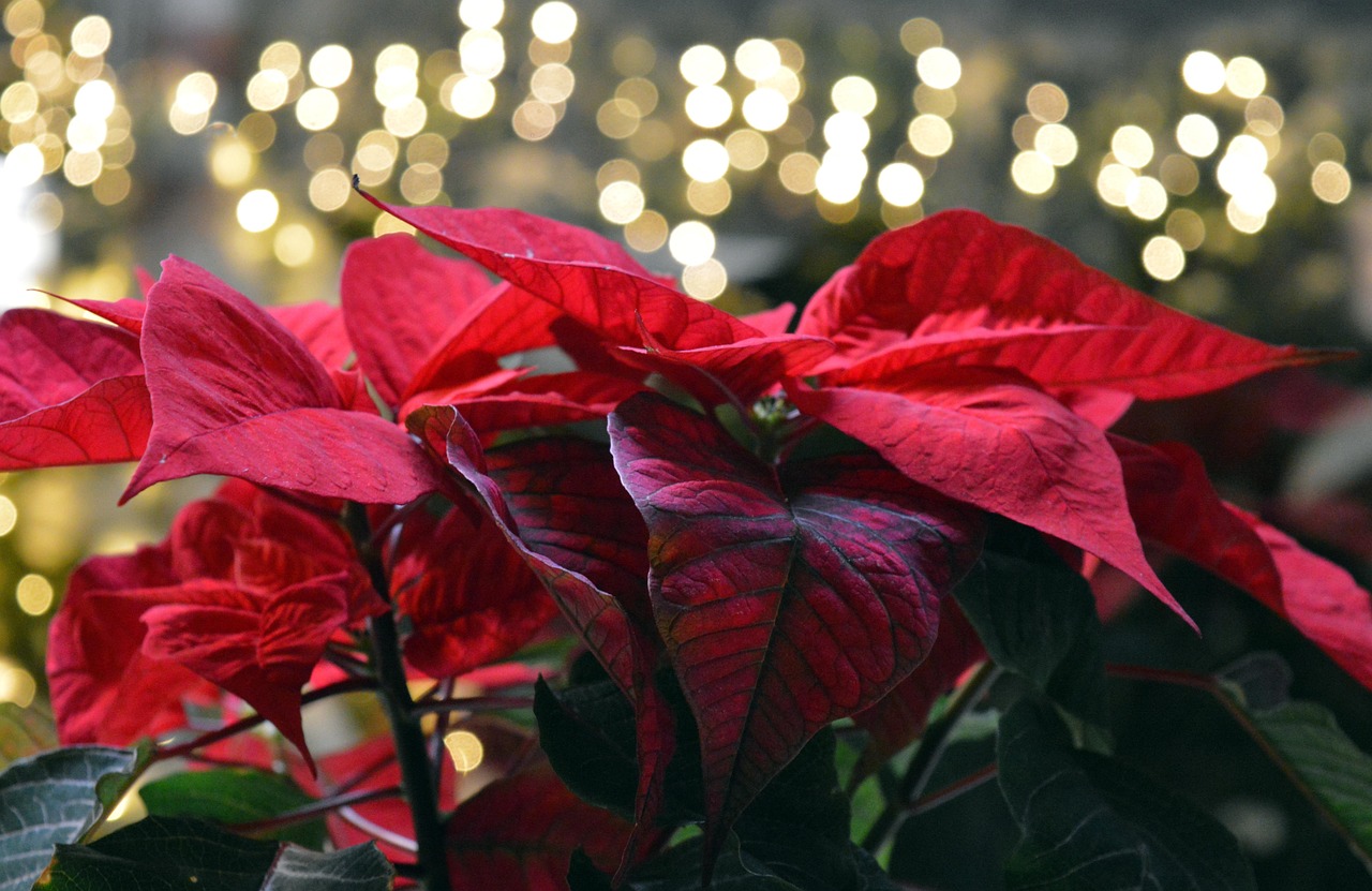gwiazda betlejemska - euphorbia pulcherrima