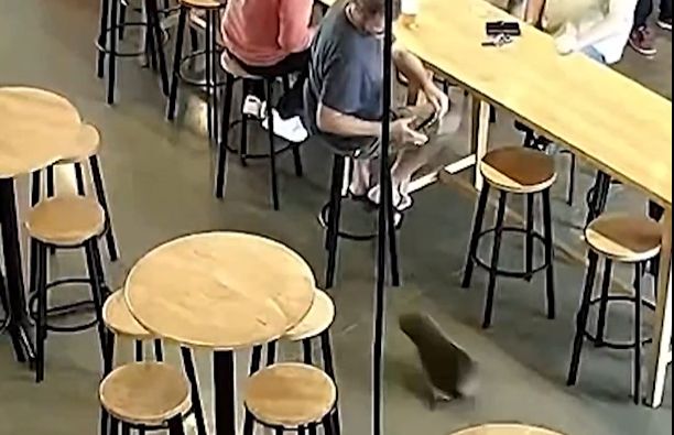 foka w pubie w Nowej Zelandii