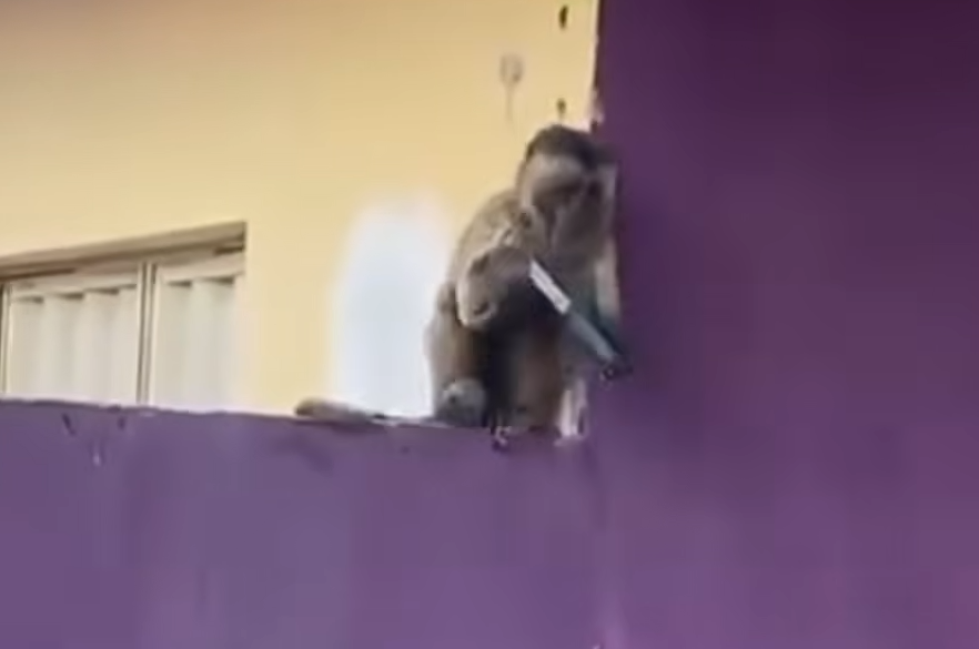 małpka kapucynka poza prawem