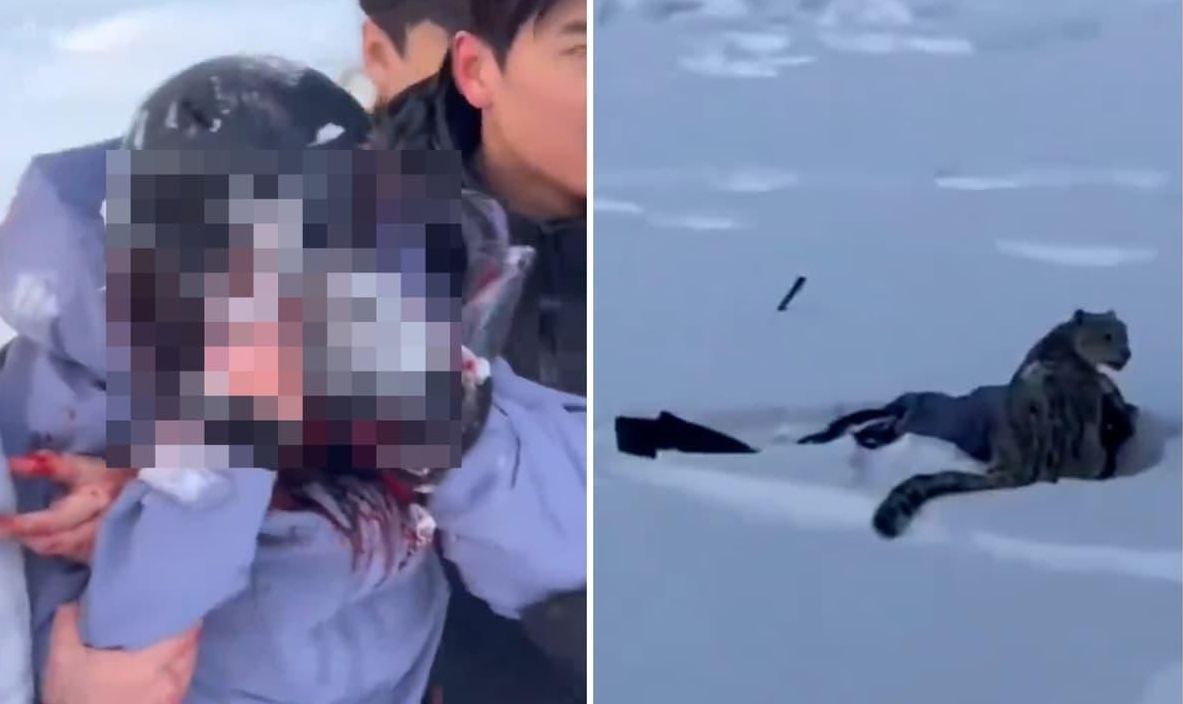 irbis, pantera śnieżna