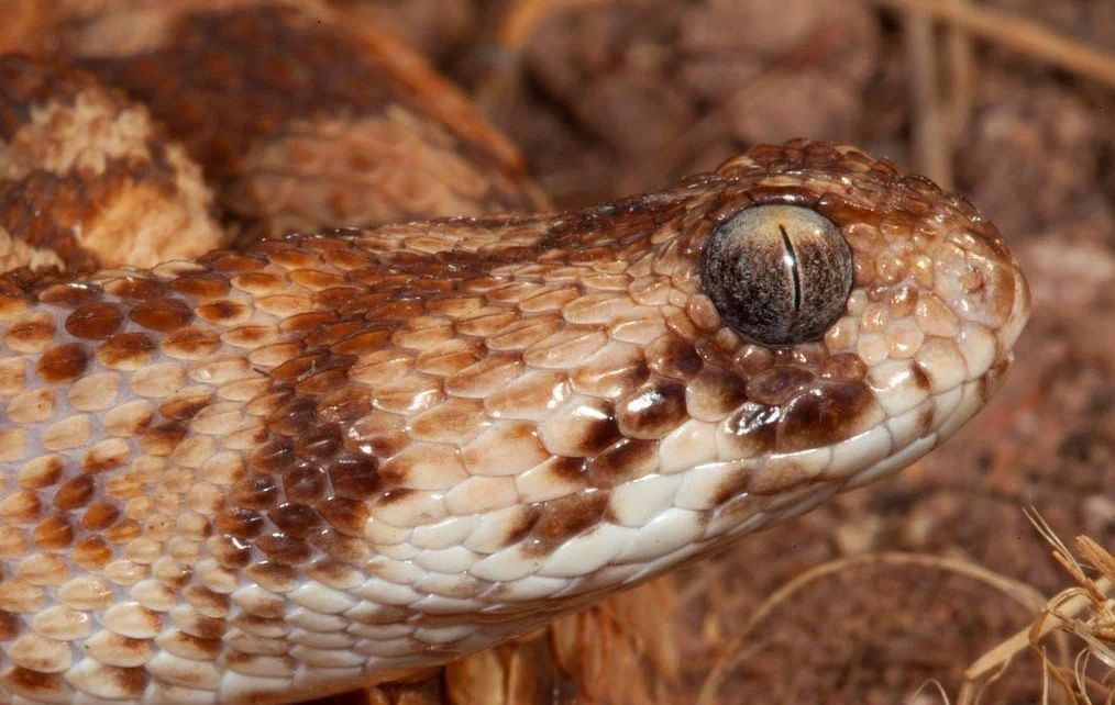 West African Carpet Viper