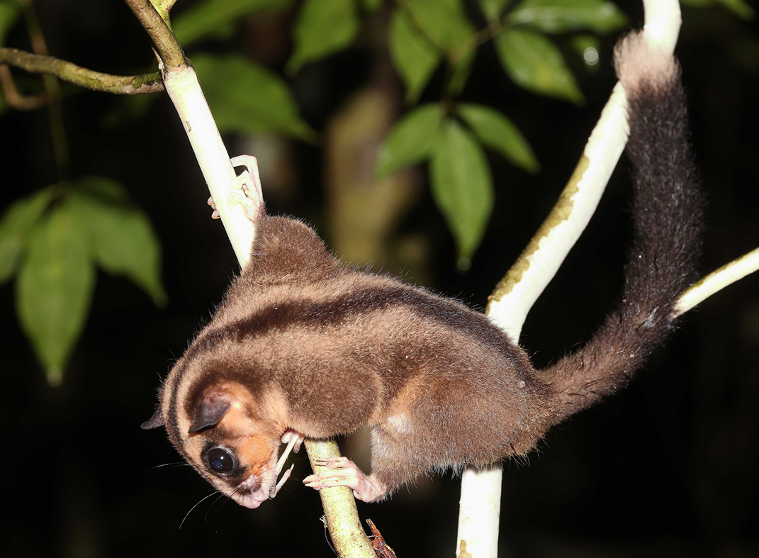 Dactylonax kambuayai