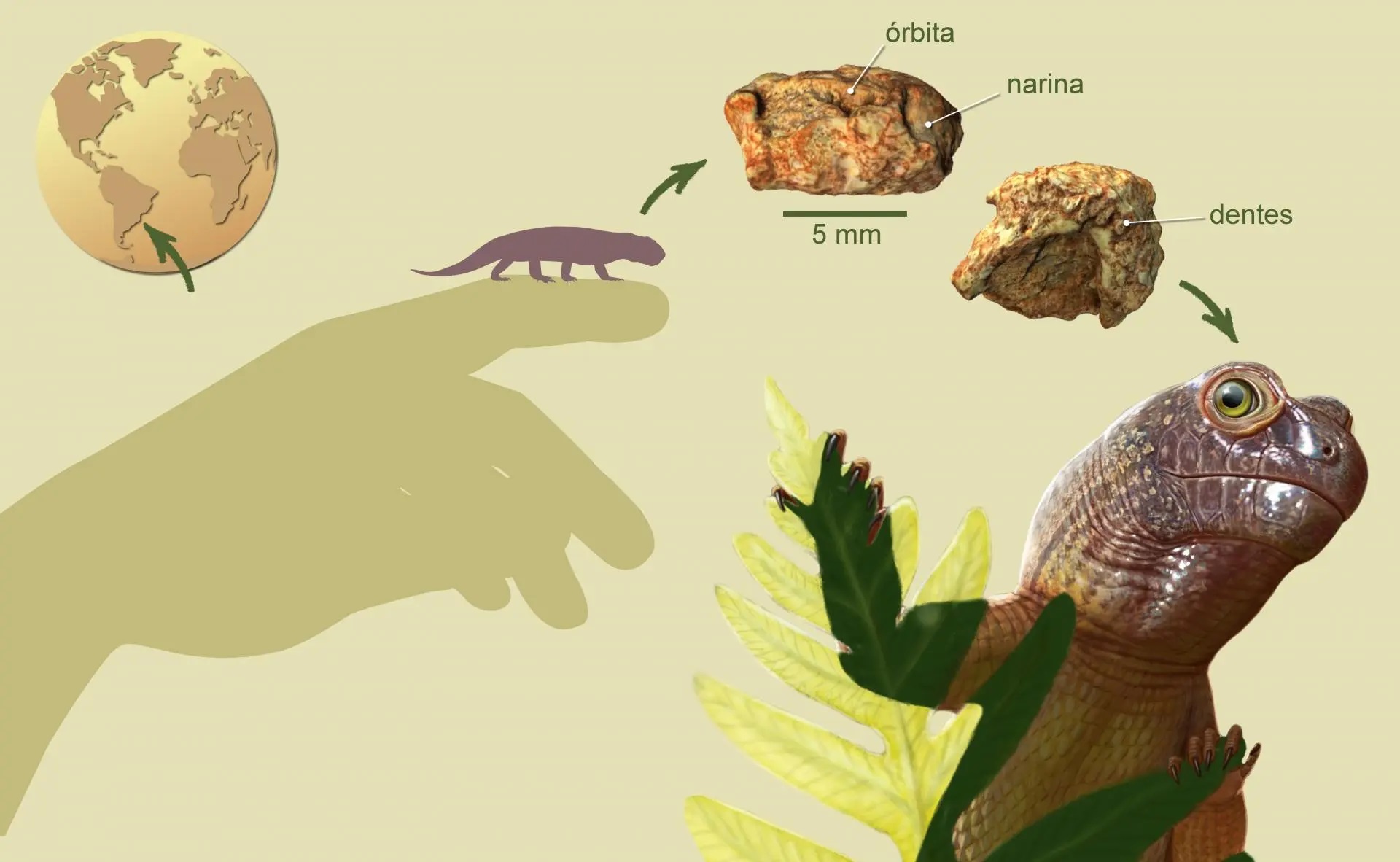 Sauropia macrorhinus