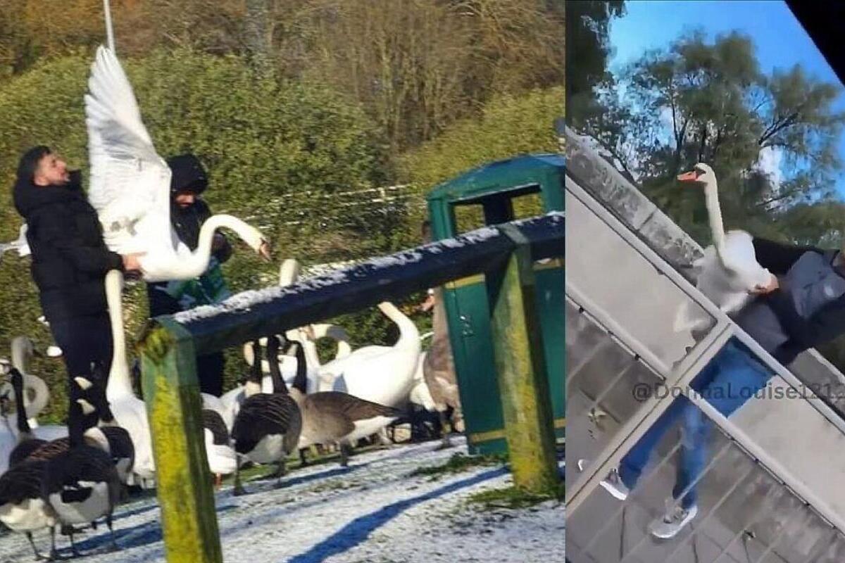 imigranci łapią dzikie ptaki w Irlandii i Wielkiej Brytanii