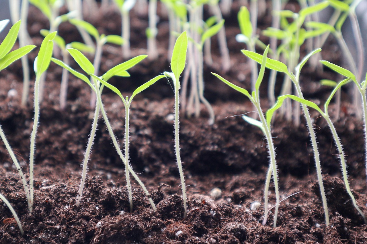 kiełki roślin
