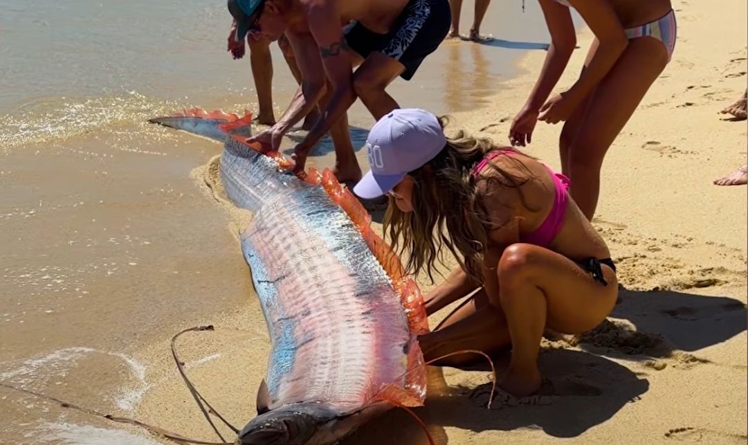 wstęgor królewski na plaży w Meksyku