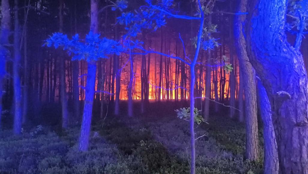 pożar lasu