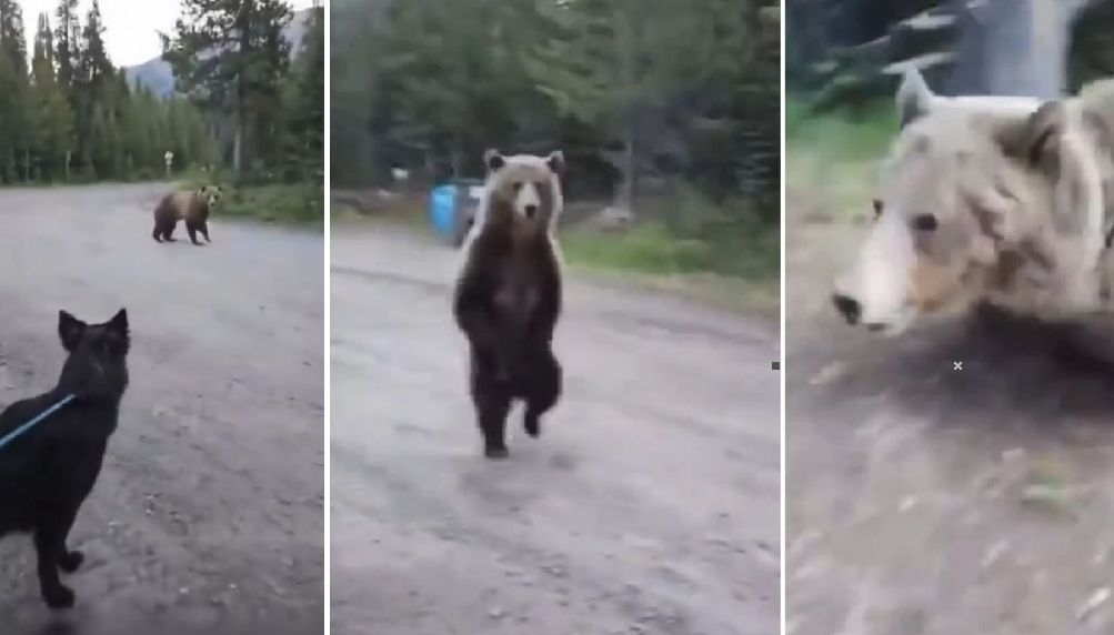 atak niedźwiedzia grizzly w Parku Prowincjonalnym Kananaskis w Albercie