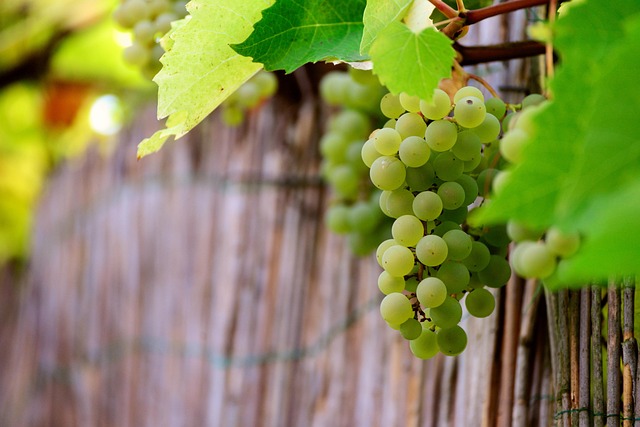 winogron