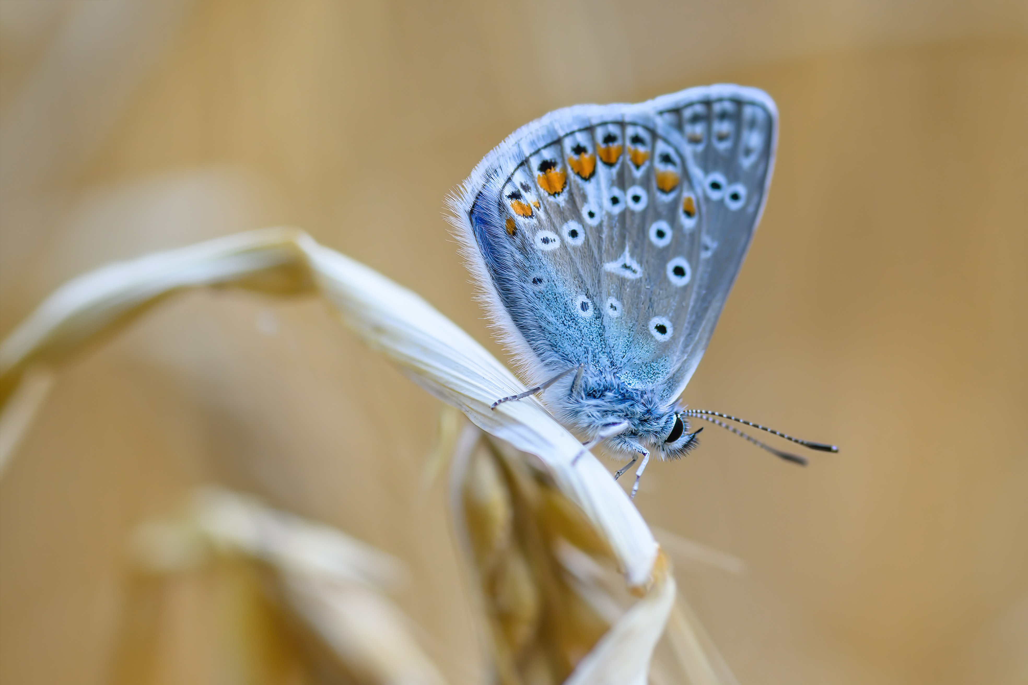 motyl