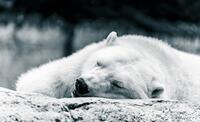 niedźwiedź polarny