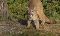 puma