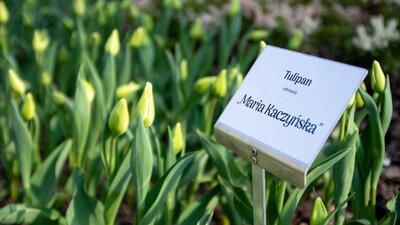 Maria kaczyńska tulipany
