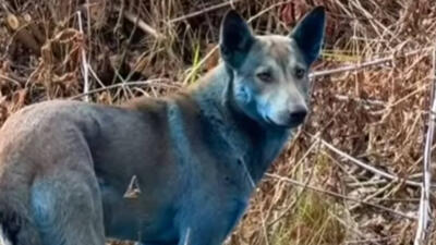 niebieskie psy w Czarnobylu niebieskie psy w Czarnobylu