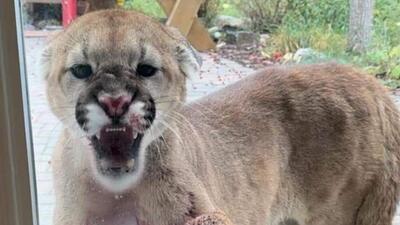 puma na osiedlu w Calgary