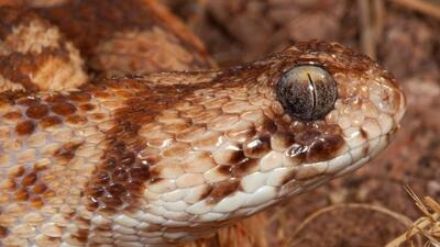 West African Carpet Viper