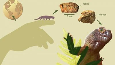 Sauropia macrorhinus