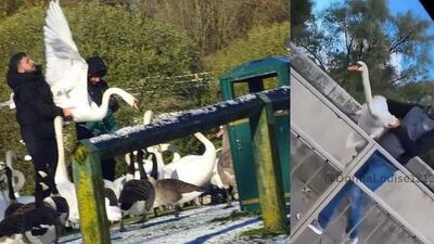 imigranci łapią dzikie ptaki w Irlandii i Wielkiej Brytanii