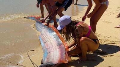 wstęgor królewski na plaży w Meksyku