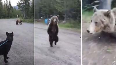 atak niedźwiedzia grizzly w Parku Prowincjonalnym Kananaskis w Albercie