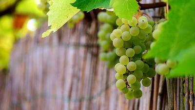 winogron