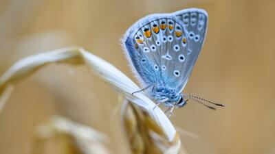 motyl