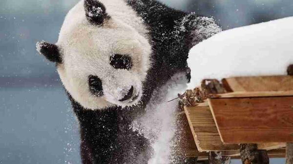 Panda w fińskim ogrodzie zoologicznym