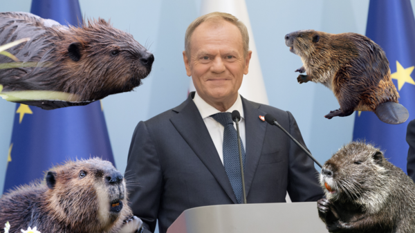 Donald Tusk, bobry, rząd