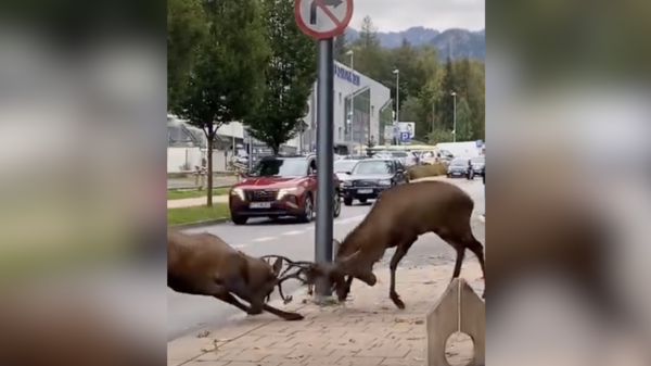 jelenie, zakopane, walka