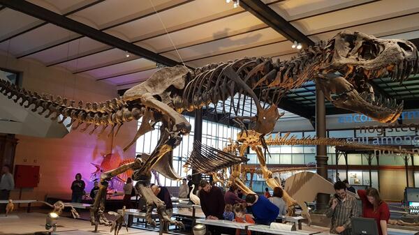 szkielet dinozaura