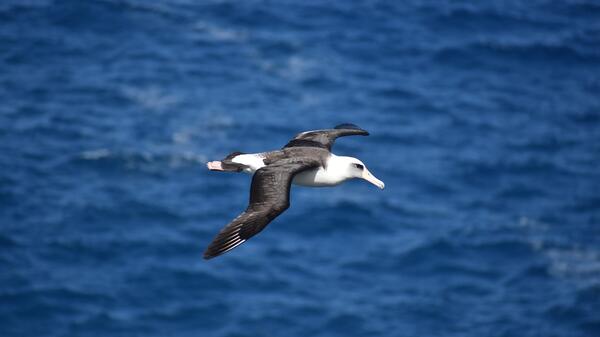 Albatros ciemnolicy