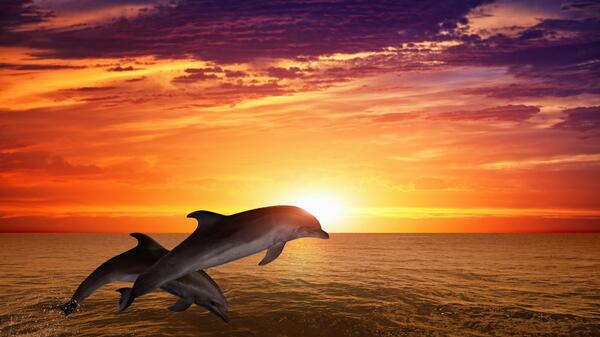delfiny