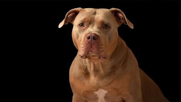 Pitbul