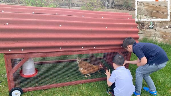 Rent the chicken