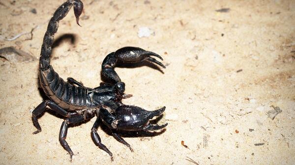 skorpion