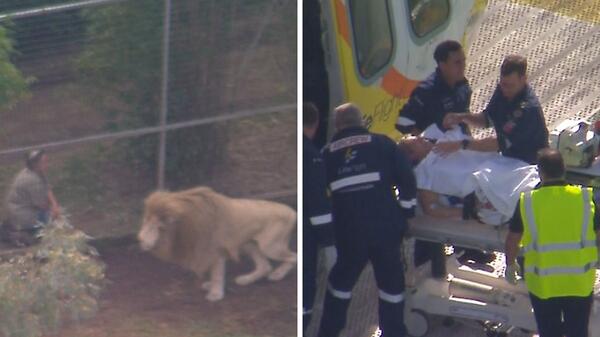 W australijskim ZOO lew odgryzł kobiecie ramię