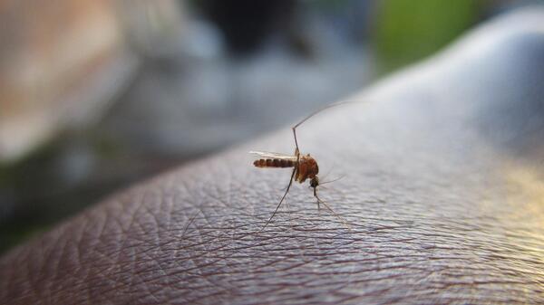 malaria blisko Polski