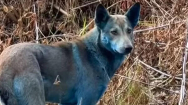 niebieskie psy w Czarnobylu niebieskie psy w Czarnobylu