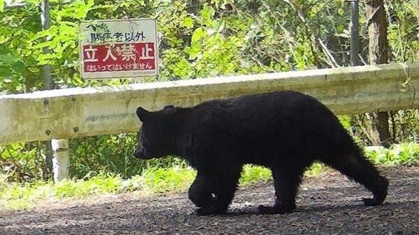 niedźwiedź na japońskiej ulicy