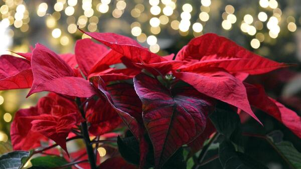 gwiazda betlejemska - euphorbia pulcherrima