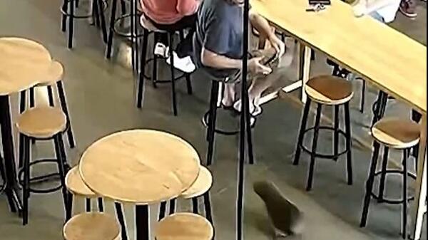 foka w pubie w Nowej Zelandii