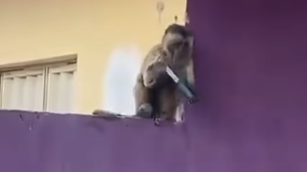 małpka kapucynka poza prawem