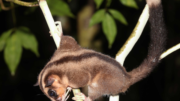 Dactylonax kambuayai