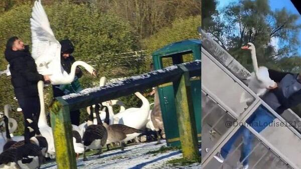 imigranci łapią dzikie ptaki w Irlandii i Wielkiej Brytanii