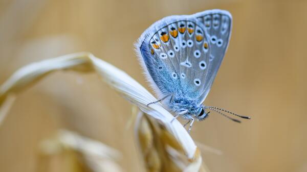motyl